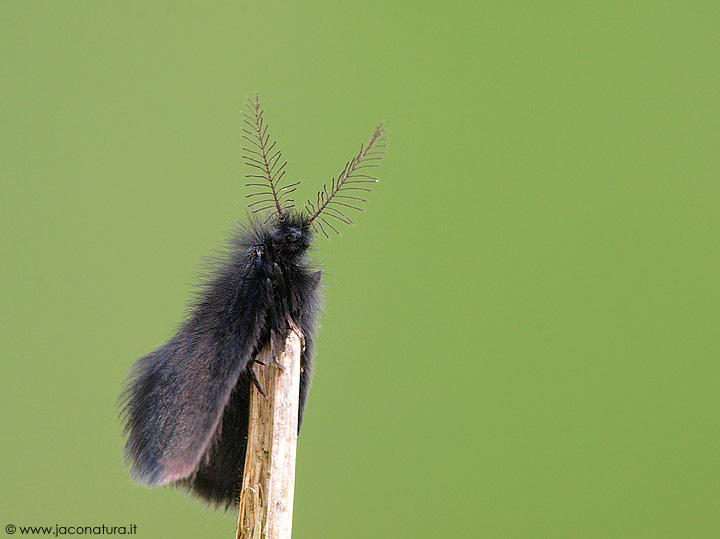 piccola falena nera
